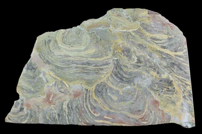 Polished Stromatolite From Russia - Million Years #91808